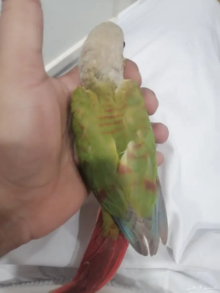 كنيور رد فاكتور 0