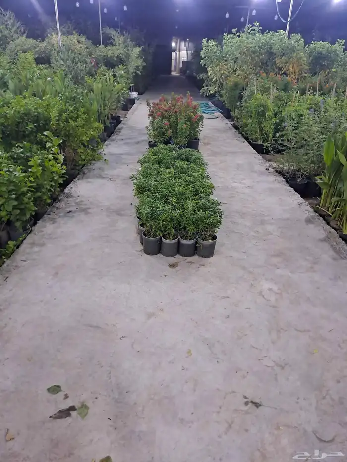 مشتل بيع جمله وتجزءه 6