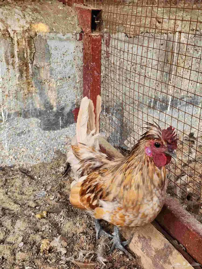 6 ديوك حباحب 5