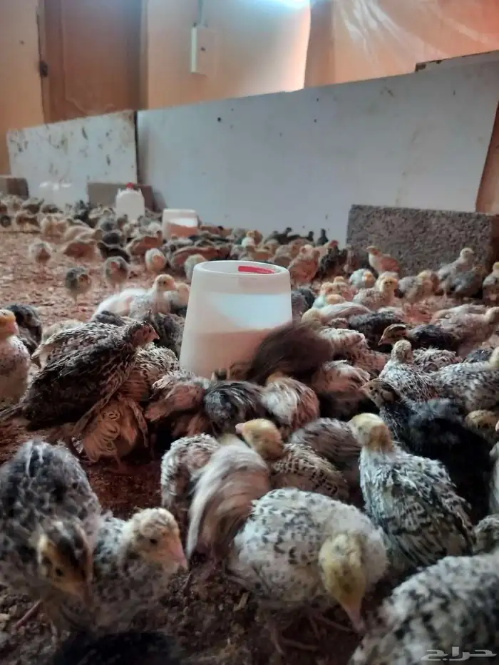 سمان كريمي بلدي ابيض بني غامت كل نوع في موجود 6