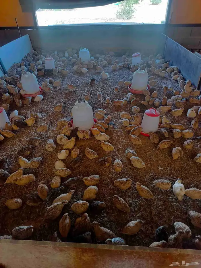 سمان كريمي بلدي ابيض بني غامت كل نوع في موجود 3