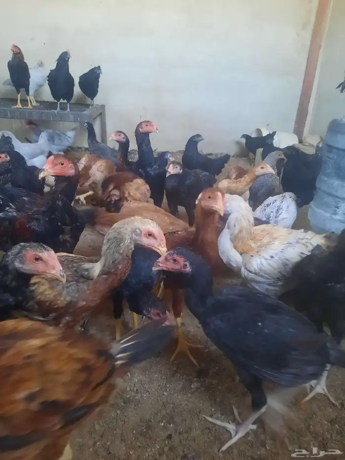 دجاج باكستاني 2