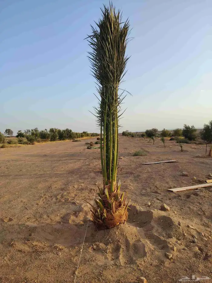 نخل عربي وزيتون 3