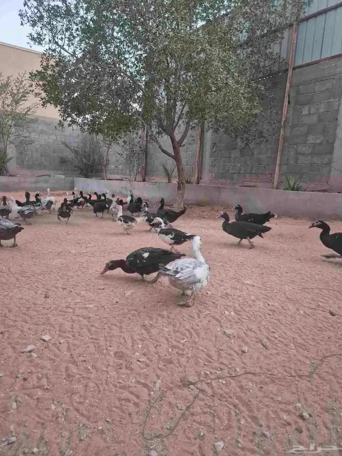 بط مسكوفي للبيع صحته ممتازه الخرج 0
