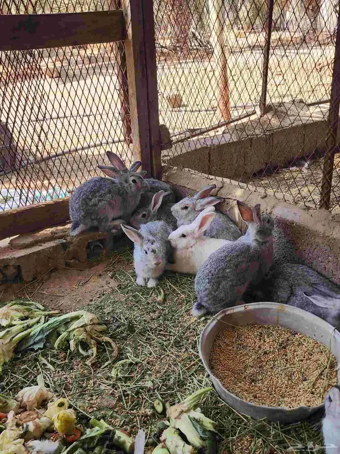 ارانب للبيع 6
