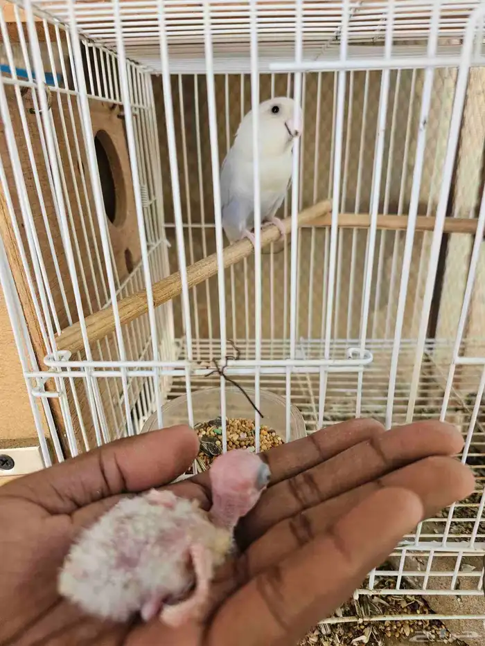 جوز روز مع فرخه 2