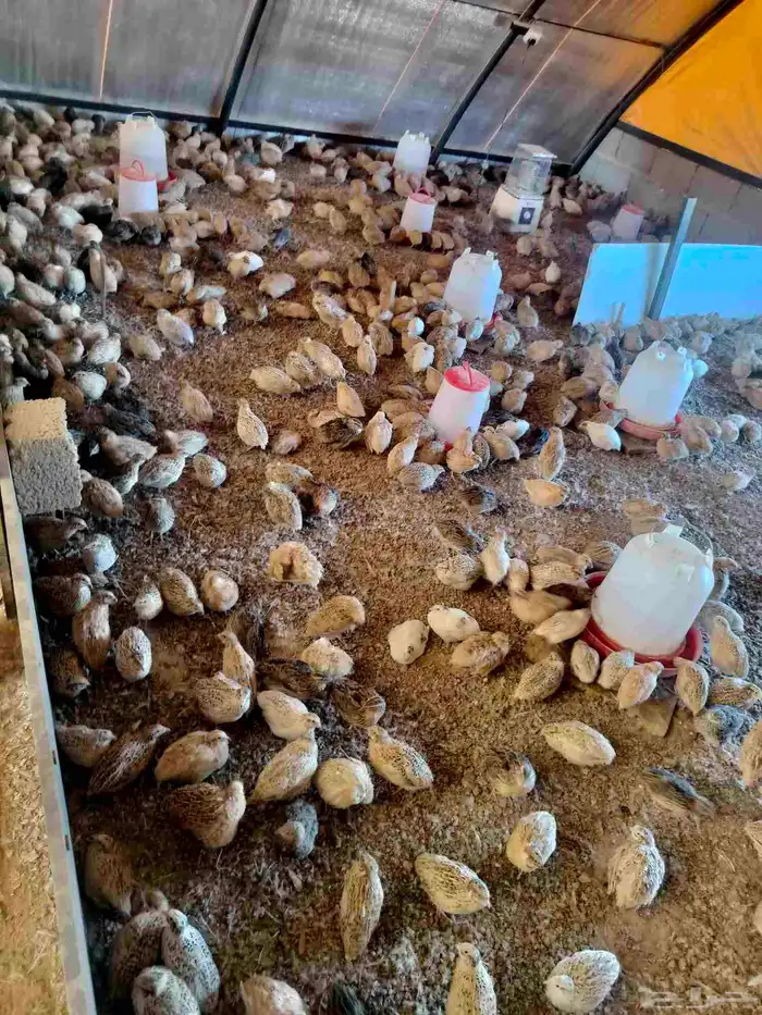 سمان كريمي بلدي ابيض بني غامت كل نوع في موجود 2