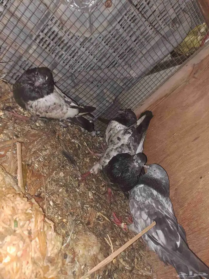 حمام باكستاني للبيع مع فروخه 1