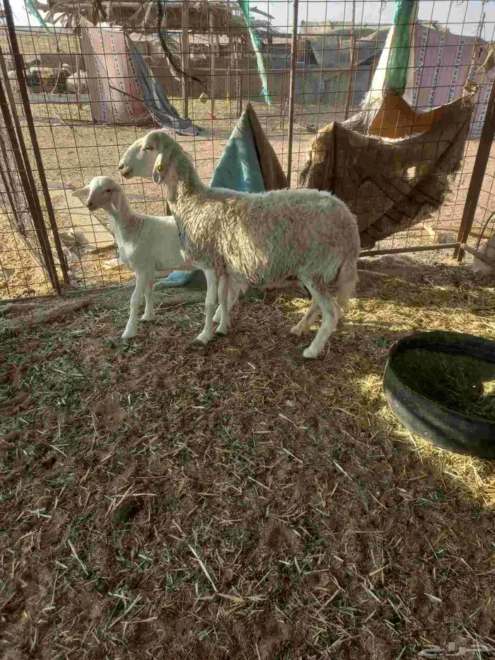 للبيع حريه تحتها خروف ذبيحه ونعجه مقروعه لهآ حول 25 يوم 1