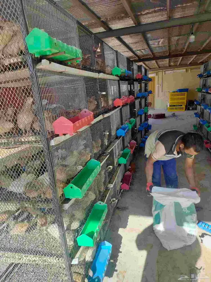 سمان كريمي بلدي ابيض بني غامت كل نوع في موجود 0