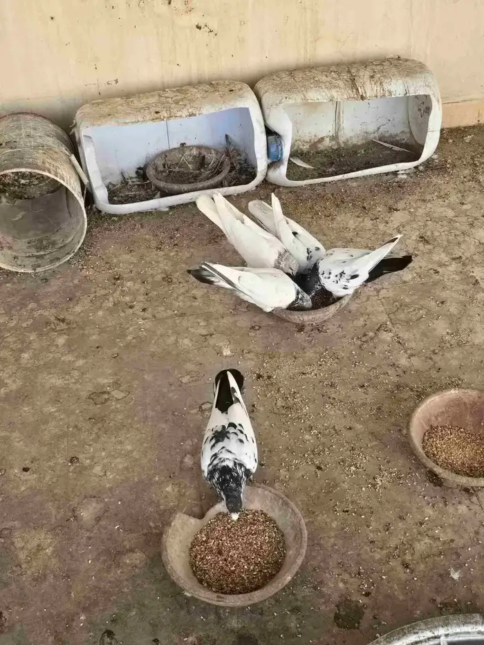 حمام باكستاني للبيع او البدل 3
