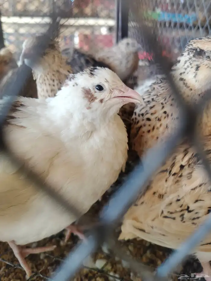 سمان كريمي بلدي ابيض بني غامت كل نوع في موجود 7