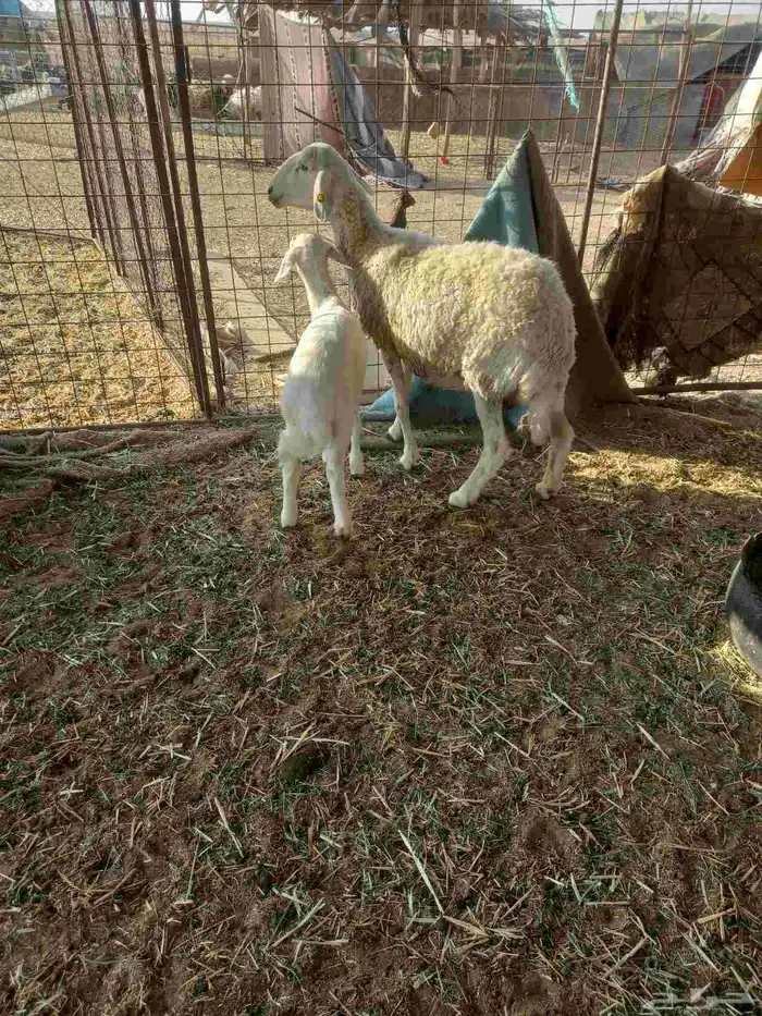 للبيع حريه تحتها خروف ذبيحه ونعجه مقروعه لهآ حول 25 يوم 0