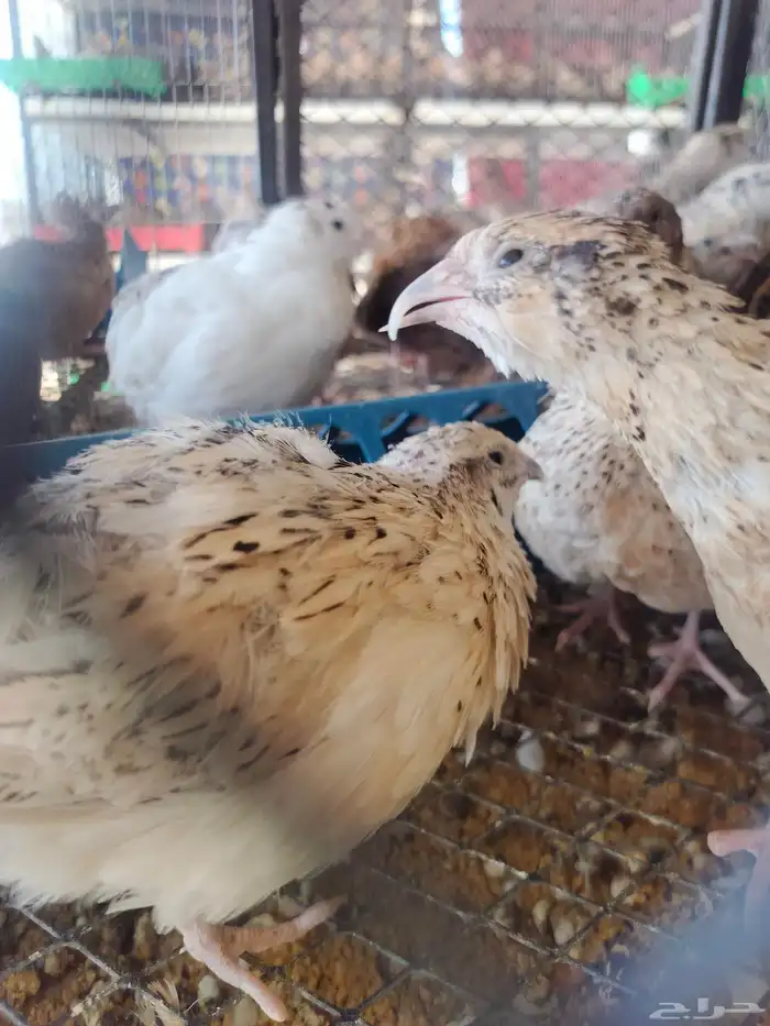 سمان كريمي بلدي ابيض بني غامت كل نوع في موجود 5