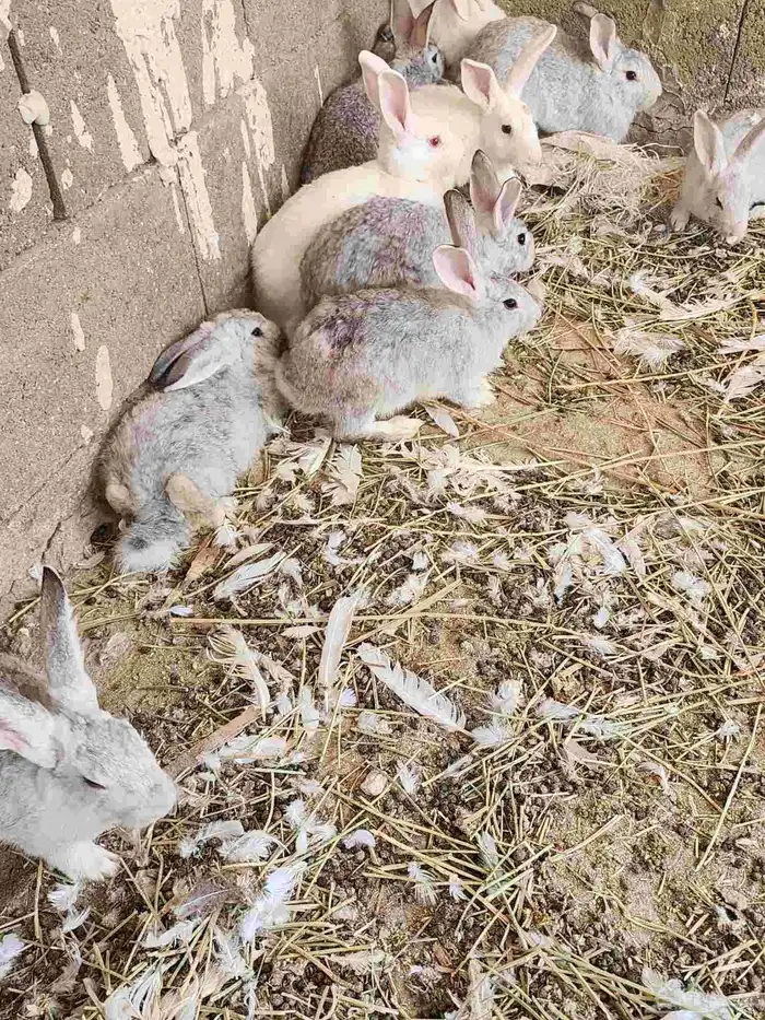 ارانب للبيع 1