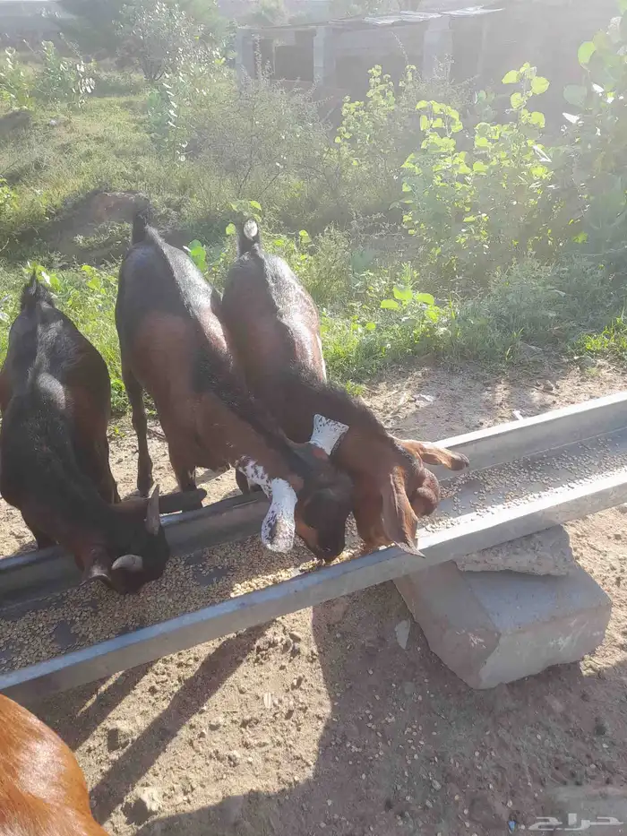 رخيل وخرفان 8
