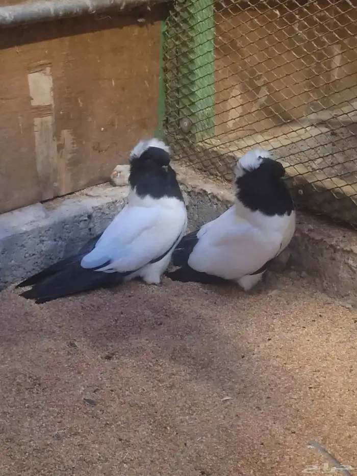 حمام سوداني امريكي 1
