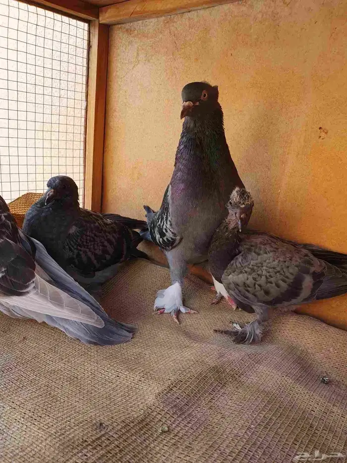 حمام تركي بانتاجة 5