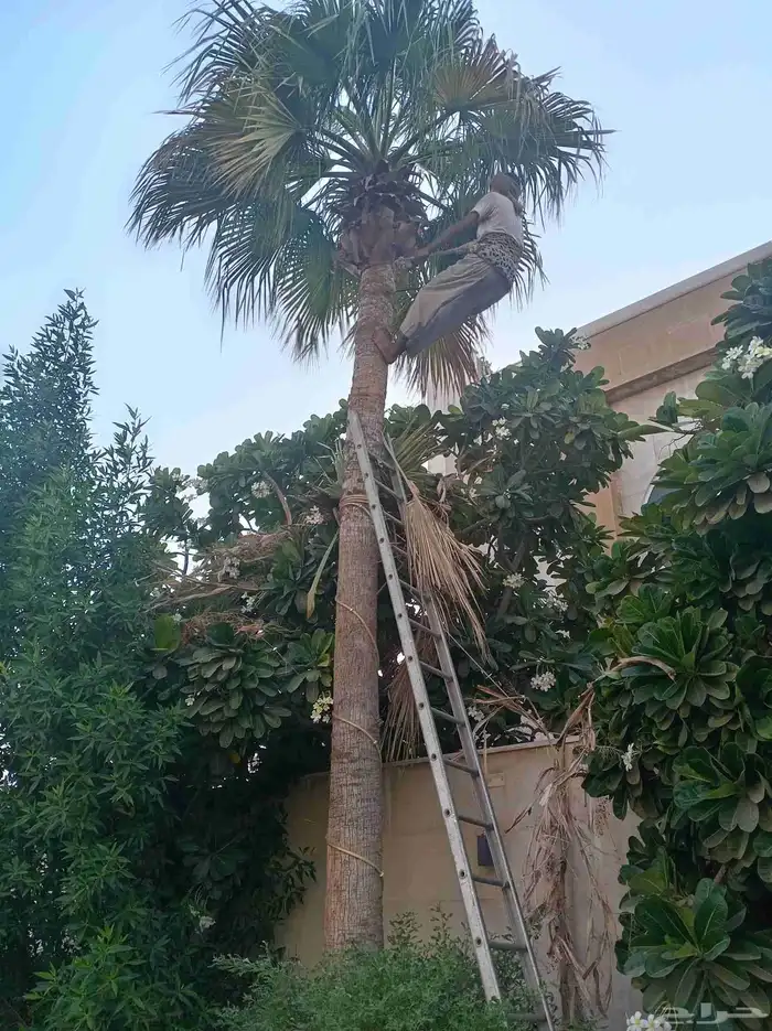 التعديل جميع أنواع النخيل والأشجار وتنسيق الحدائق الزراعية 5