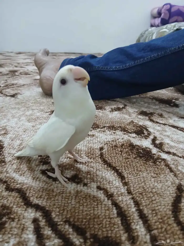 طير روز البينو 4