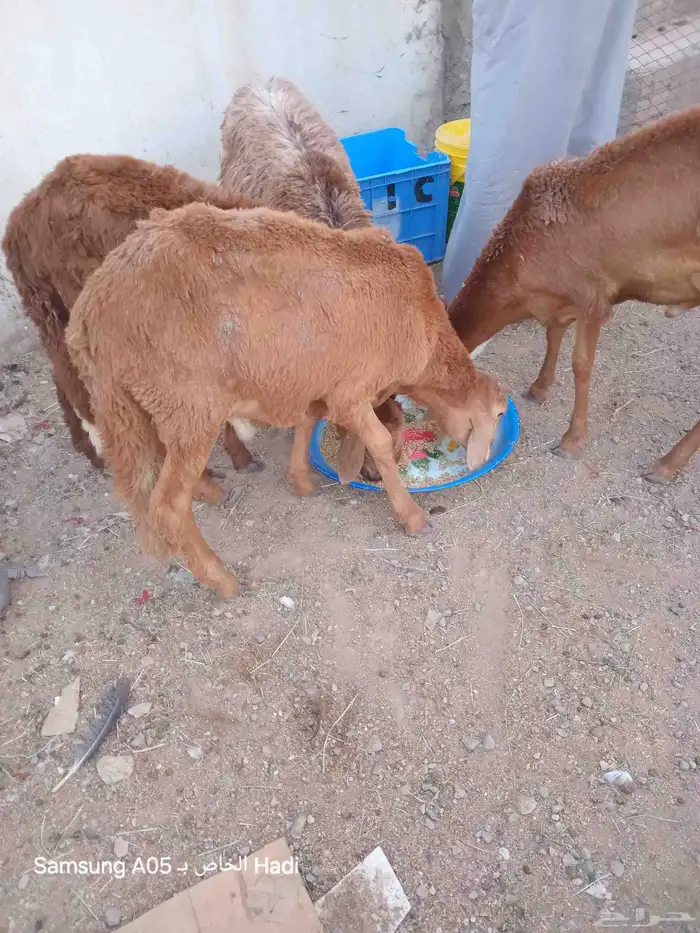 طليان سواكن جذع 1