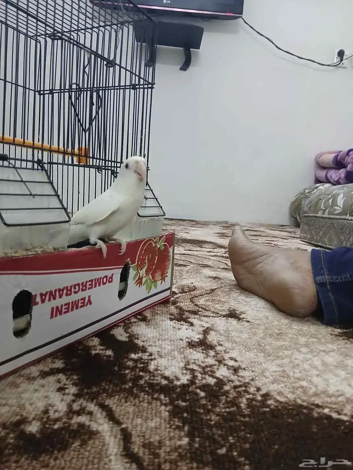 طير روز البينو 7