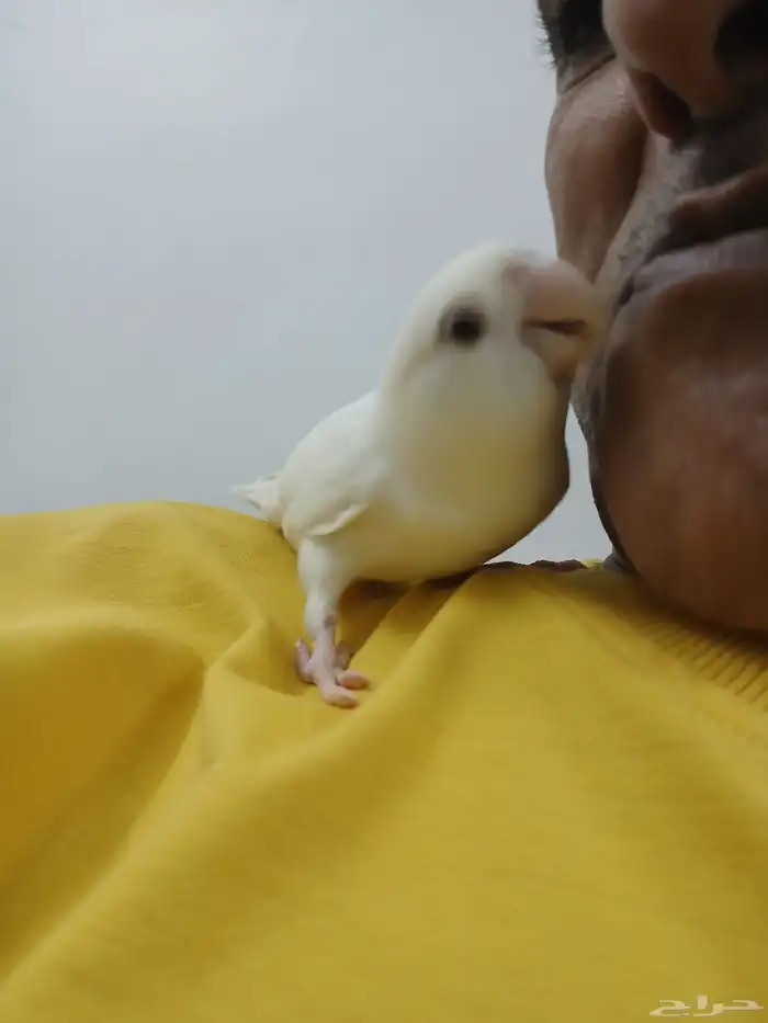 طير روز البينو 0