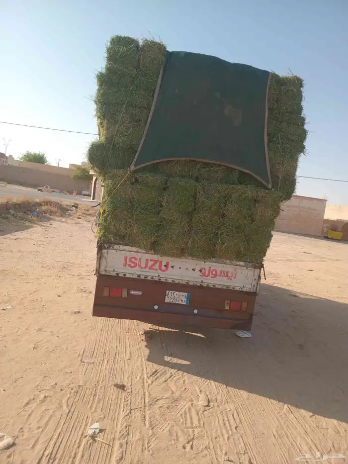 الرياض. برسيم. صافي. وناعم. حق. المزنب. والعدد. 250. حبه 1