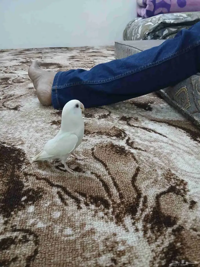 طير روز البينو 5