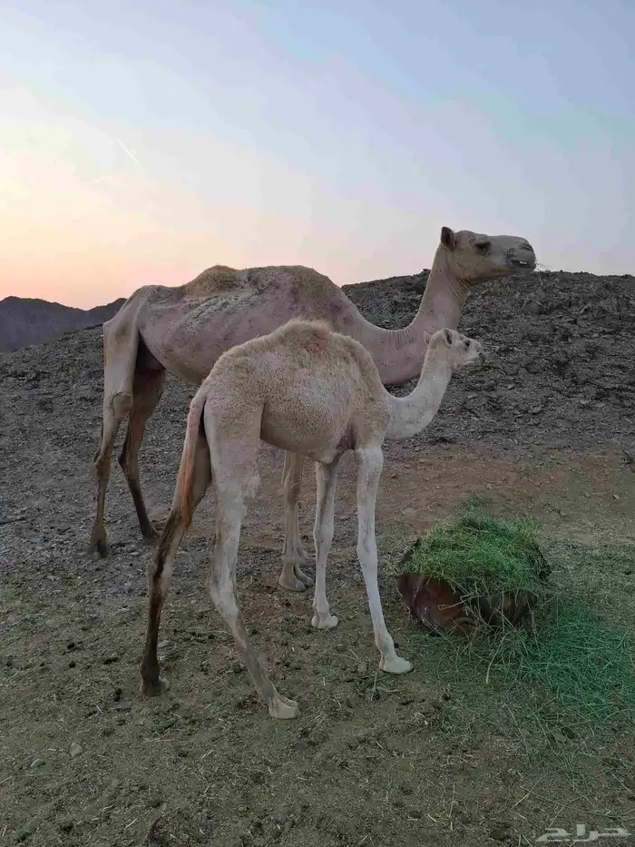 ناقه مع ولدها 0