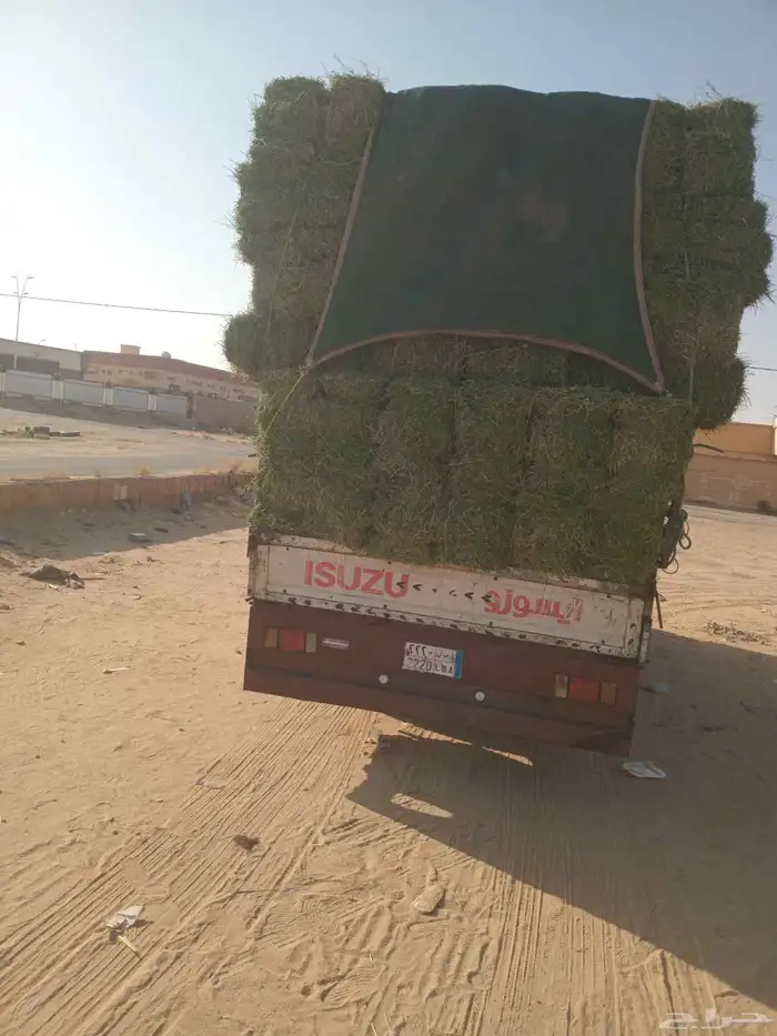 الرياض. برسيم. صافي. وناعم. حق. المزنب. والعدد. 250. حبه 0