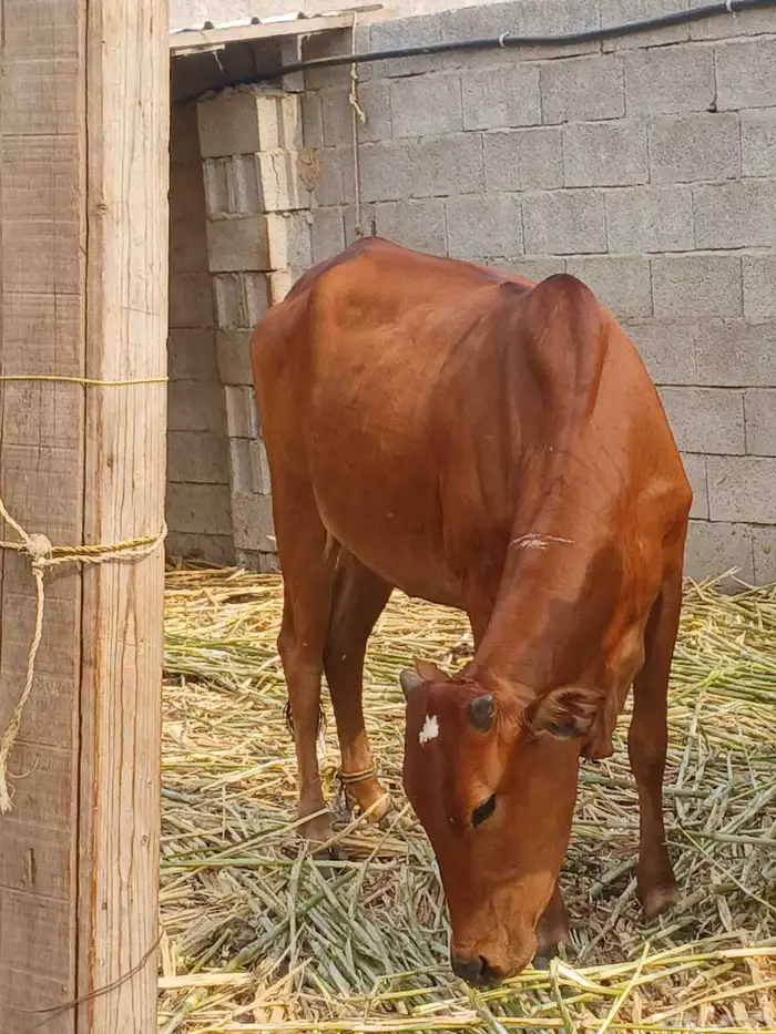 بقر 0