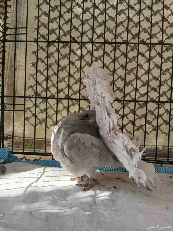 حمام هزازي فانتيل هولندي 2