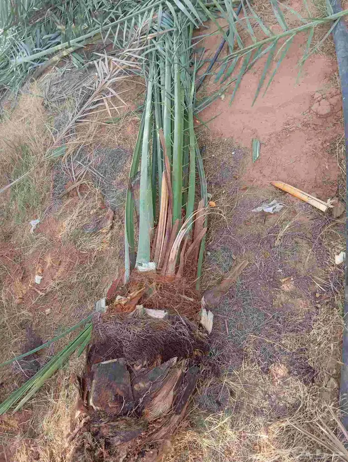 السلام عليكم زبائننا الكرام يوجد لدينا نخيل اسعار طيبه 1