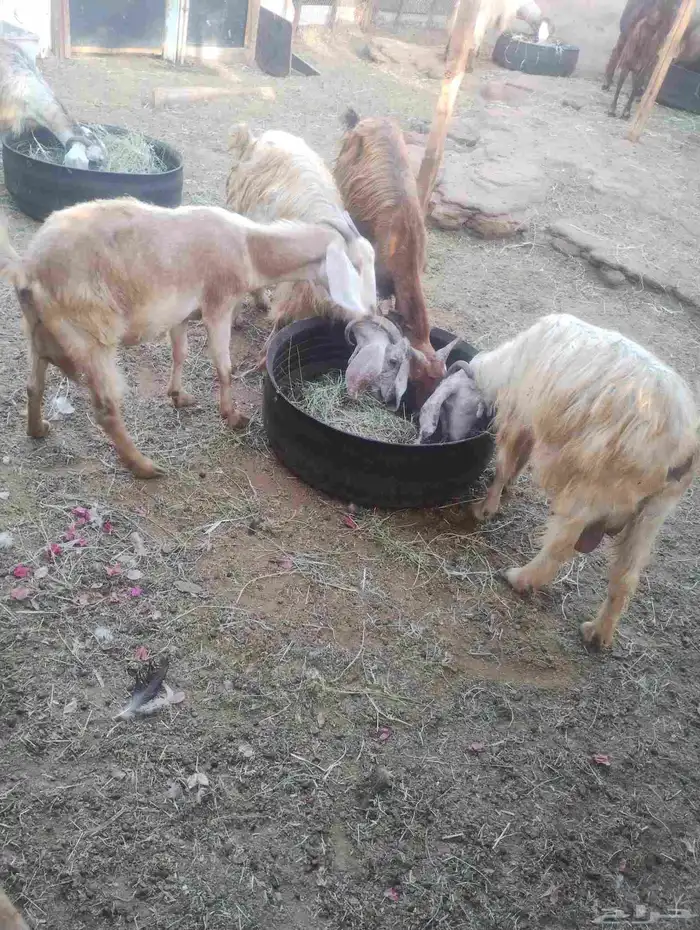 بيع جفره آخر 6 حبه ثلاث جفره حامل بيع 6 حبه كامل 1