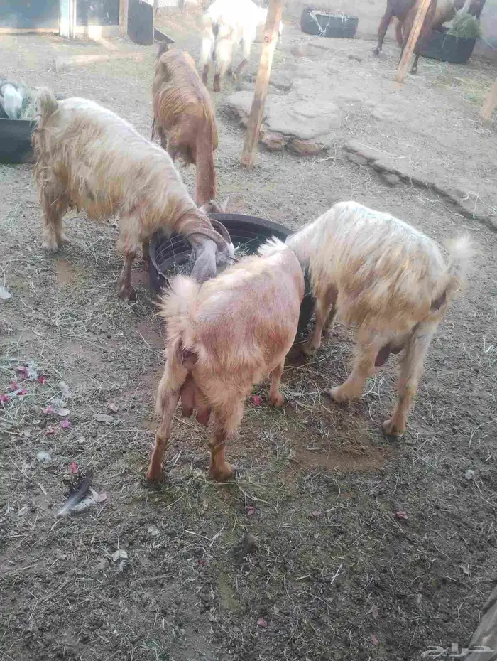 بيع جفره آخر 6 حبه ثلاث جفره حامل بيع 6 حبه كامل 0