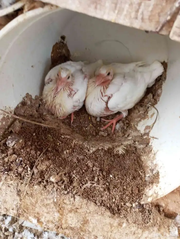 فرز ومعالجة الحمام وزيادة الإنتاج وإدارة المشاريع 0