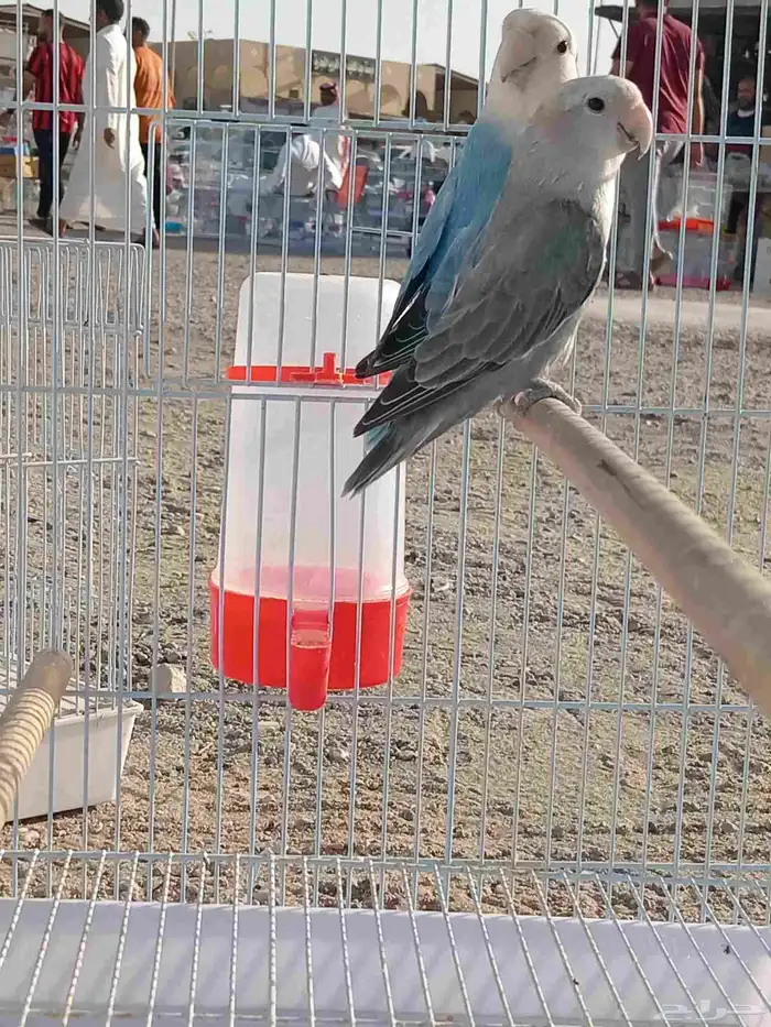 زوج روز   ذكر روز أورنج أبلاين 1