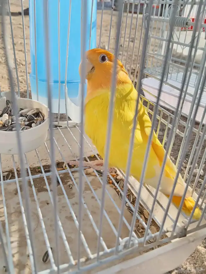 زوج روز   ذكر روز أورنج أبلاين 2