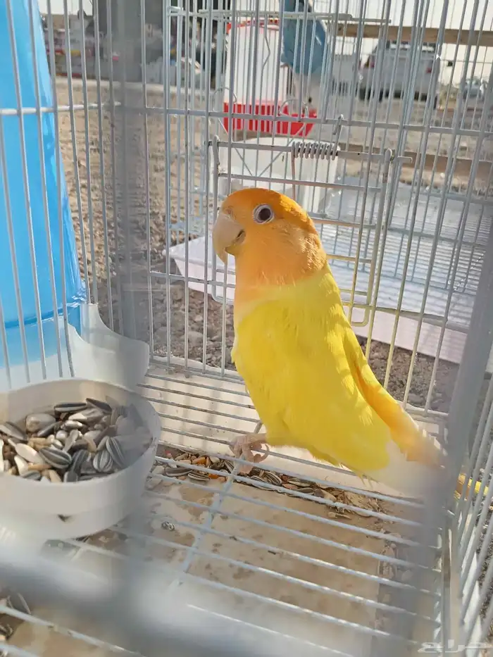 زوج روز   ذكر روز أورنج أبلاين 3