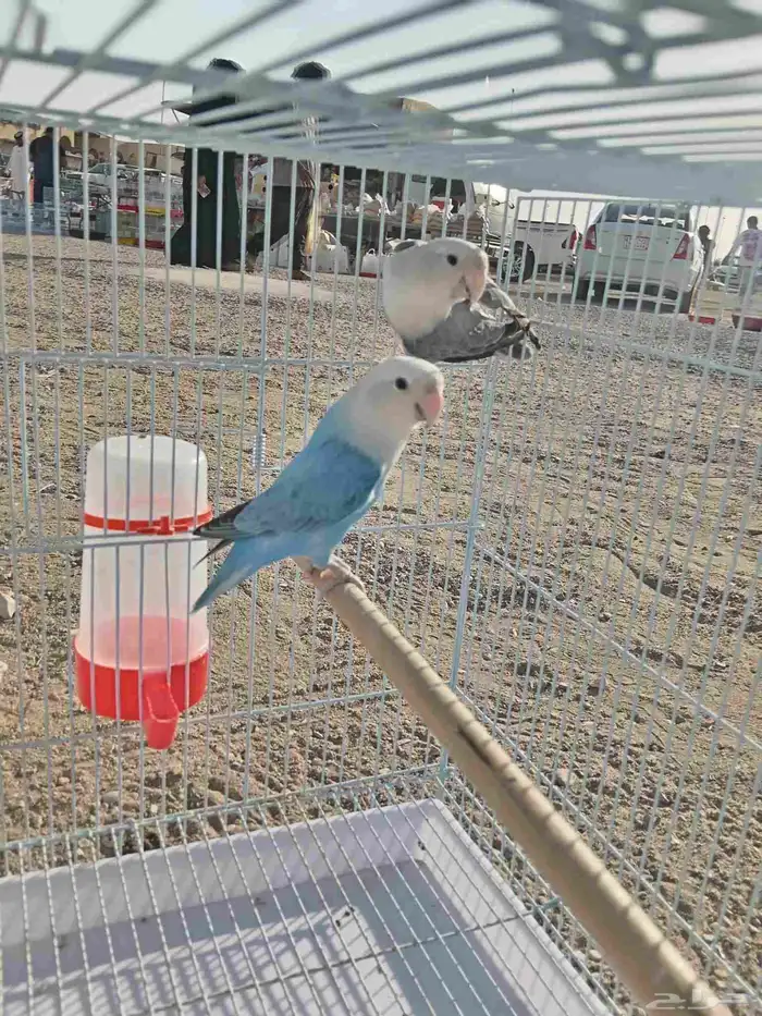 زوج روز   ذكر روز أورنج أبلاين 0