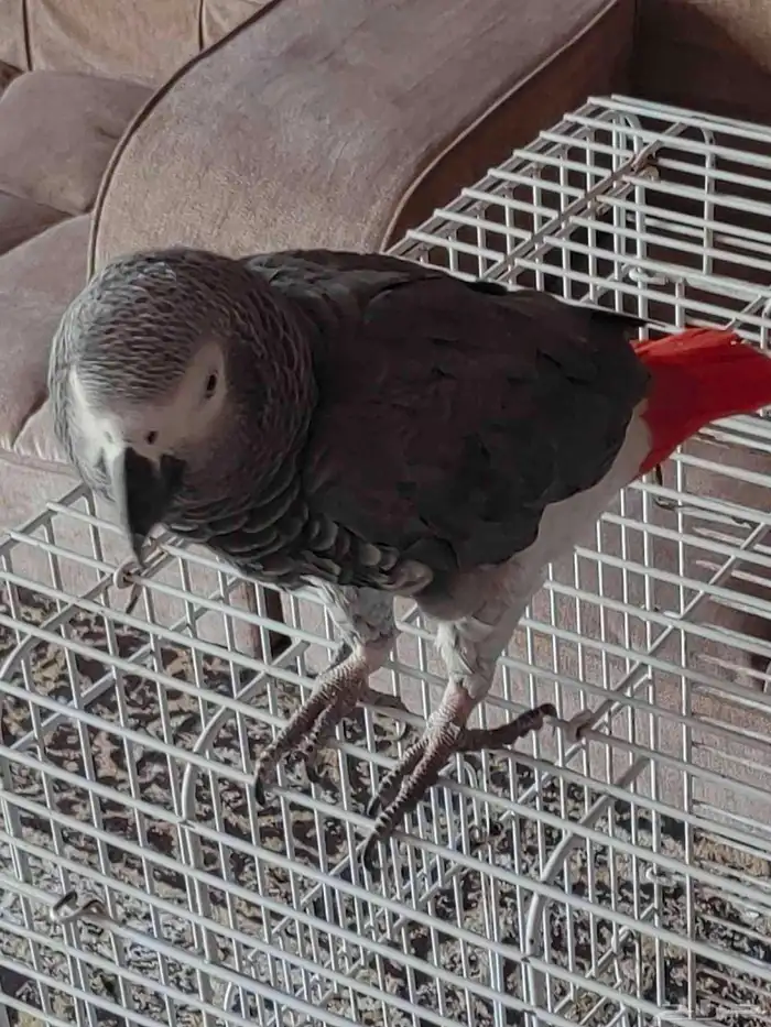 كاسكو متكلم اليف يقبل المسح بدون عض العمر حدود 20 سنه 0