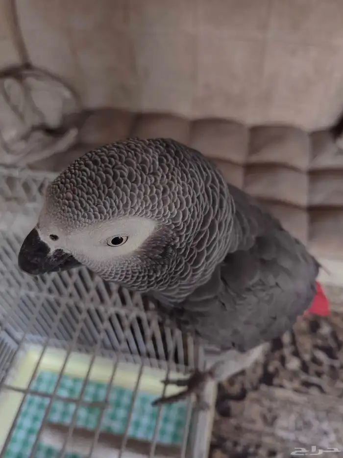 كاسكو متكلم اليف يقبل المسح بدون عض العمر حدود 20 سنه 3