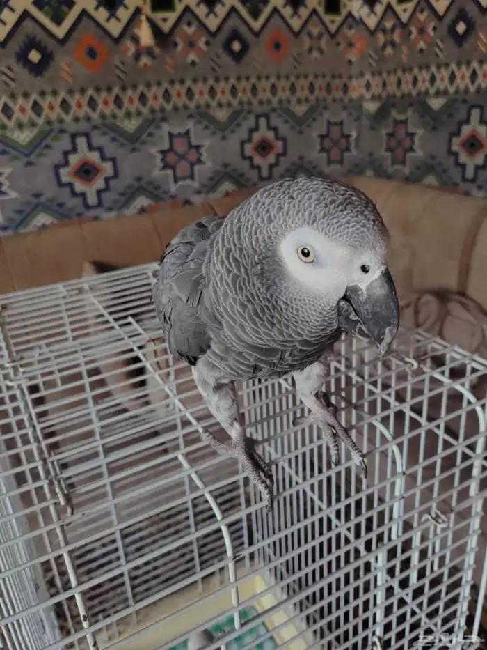 كاسكو متكلم اليف يقبل المسح بدون عض العمر حدود 20 سنه 1