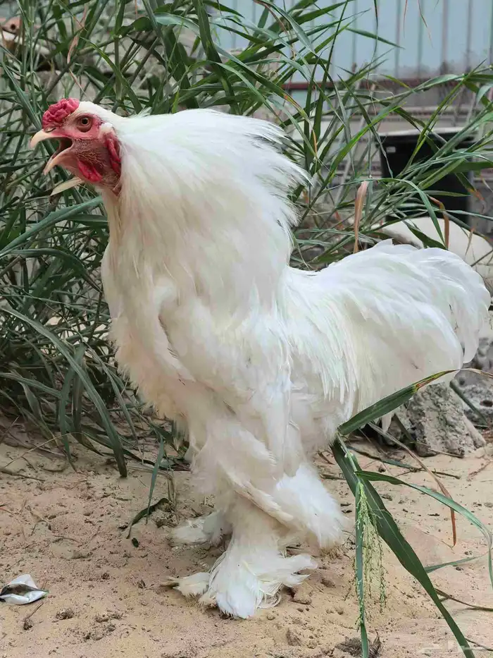 ديك براهما 1