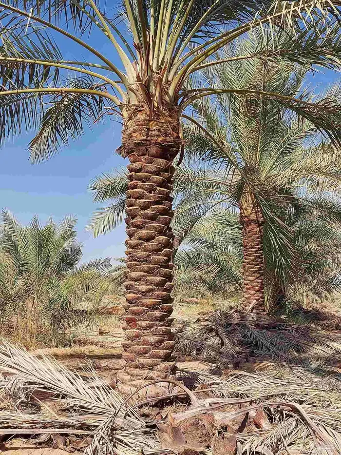نخل-للبيع 5