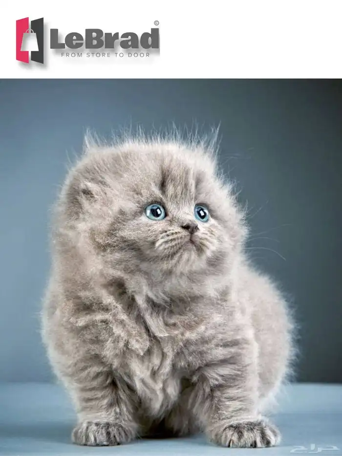 قطة انثى كيتن منشكن سكوتش تريبل فولد بلو ليلاك عيون زرقاء 0