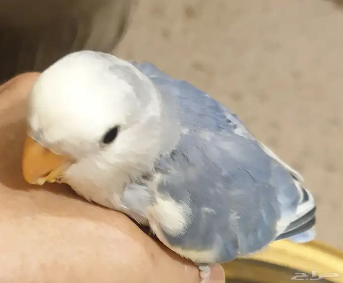 روز ابرق اليف جميل محجل 5