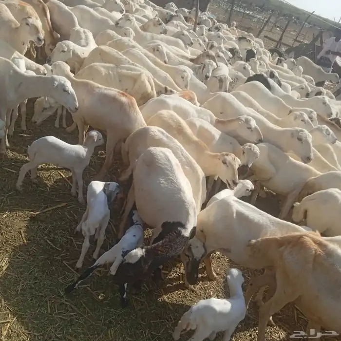 يوجد لدينا ضان رفيديات قرايب موالدات الموق جيزان مرح واحد 1