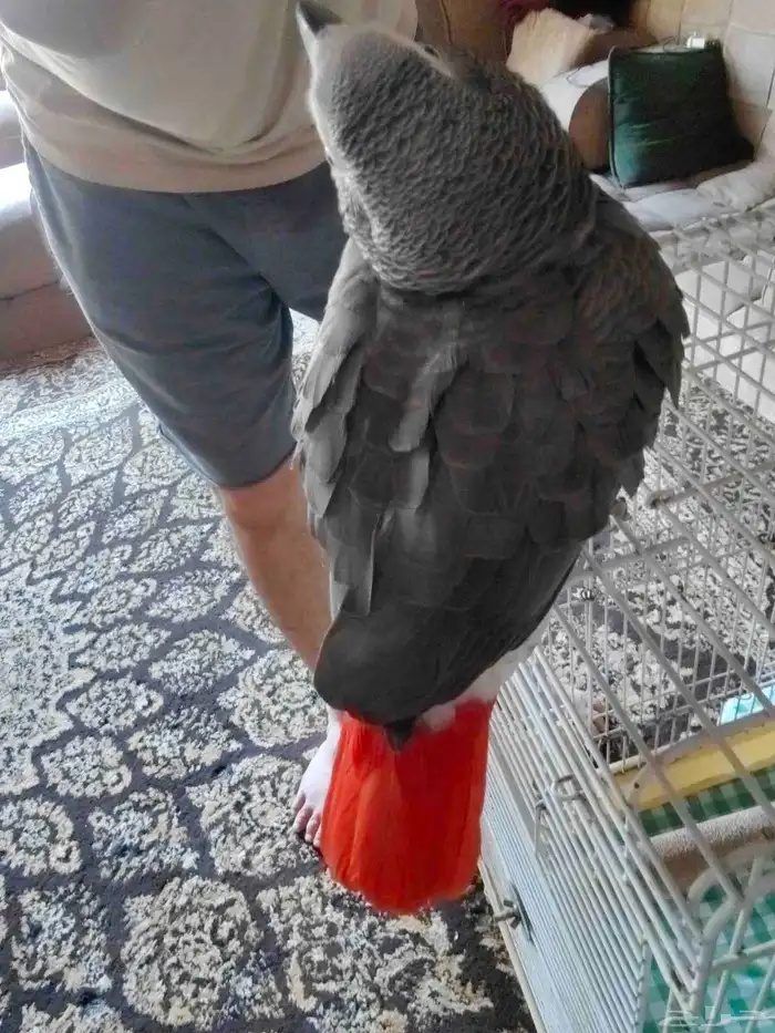 كاسكو متكلم اليف يقبل المسح بدون عض العمر حدود 20 سنه 2